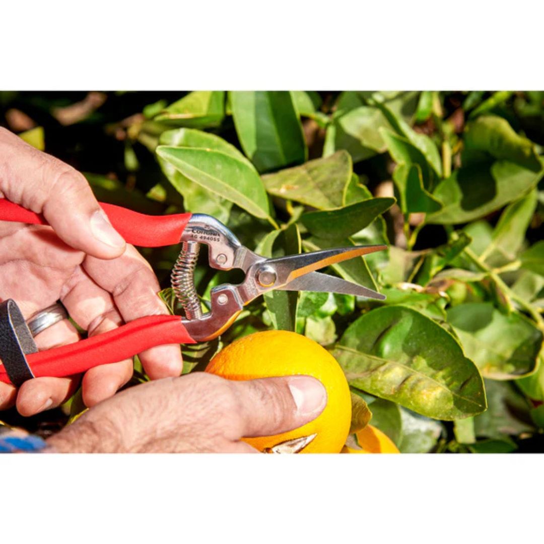 Long Curved Snips – Corona – 1 3/4″